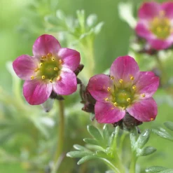 Saxifrage mousse Peter Pan - Un tapis fleuri sans effort
