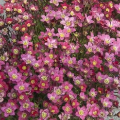 Saxifrage mousse Peter Pan - Un tapis fleuri sans effort