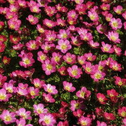 Saxifrage mousse Peter Pan - Un tapis fleuri sans effort