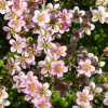 Saxifrage mousse Touran Neon Rose - Un tapis rose éclatant