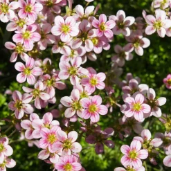 Saxifrage mousse Touran Neon Rose - Un tapis rose éclatant