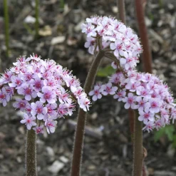 Saxifrage pelté - Feuillage géant, effet garanti