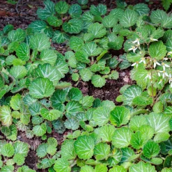 Saxifrage à stolons Cuscutiformis - Un tapis vert dès l'ombre
