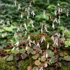 Saxifrage à stolons Cuscutiformis - Un tapis vert dès l'ombre