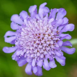 Scabieuse colombaire - Un nuage de papillons bleus