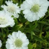 Scabieuse du Caucase blanche - Des bouquets tout l'été