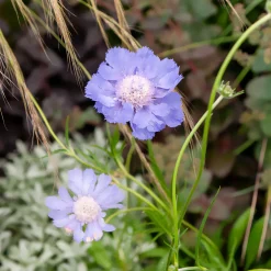 Scabieuse du Caucase Perfecta - Un massif violet tout l'été