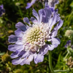 Scabieuse du Caucase Perfecta - Un massif violet tout l'été