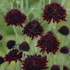 Scabieuse pourpre Chile Black - Des fleurs noires bluffantes