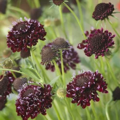 Scabieuse pourpre Chile Black - Des fleurs noires bluffantes
