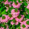 Scaevola Baby Pink Touch - Cascade rose tout l'été