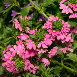 Scaevola Baby Pink Touch - Cascade rose tout l'été