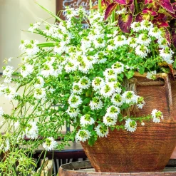 Scaevola blanc - Cascade blanche tout l'été