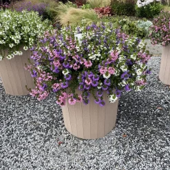 3 Scaevola rose, bleu, blanc en mélange - Cascade fleurie tout l'été