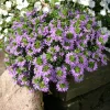 Scaevola violet - Cascade violette tout l'été