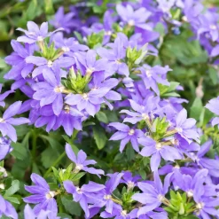 Scaevola violet - Cascade violette tout l'été