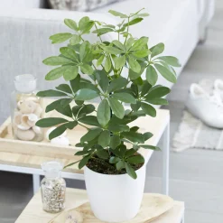 Schefflera - Vert et facile chez vous