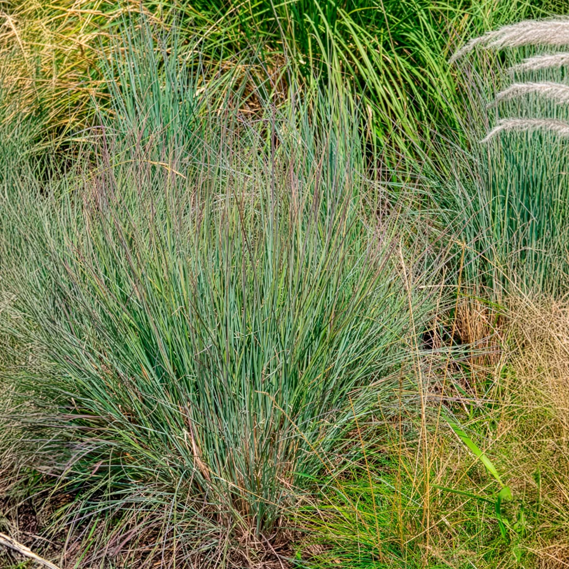 Schizachyrium scoparium - La graminée qui rougit l'automne