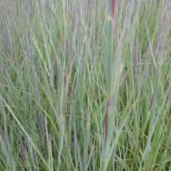 Schizachyrium scoparium Prairie Blues - Le bleu qui vire au feu