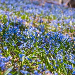 Scille de Sibérie - Un tapis bleu dès mars