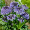 2 Scilles du Pérou - Scilla - Une boule bleue spectaculaire