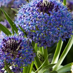 2 Scilles du Pérou - Scilla - Une boule bleue spectaculaire