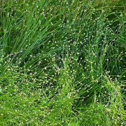 Scirpe infléchi Herbe fibre optique - L'herbe qui fait des étincelles