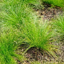 Scirpe infléchi Herbe fibre optique - L'herbe qui fait des étincelles