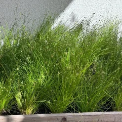 Scirpe infléchi Herbe fibre optique - L'herbe qui fait des étincelles
