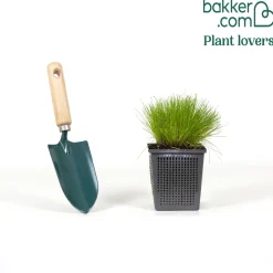 Scirpe infléchi Herbe fibre optique - L'herbe qui fait des étincelles