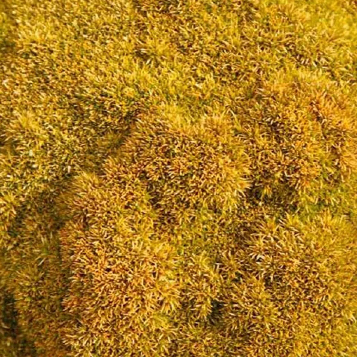 Scléranthe Selected Bronze - Un tapis bronze toute l'année