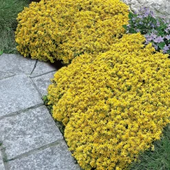 2 Sedum acre - Poivre des murailles - Un tapis doré sans effort