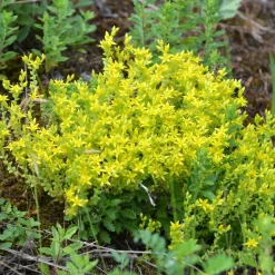 2 Sedum acre - Poivre des murailles - Un tapis doré sans effort