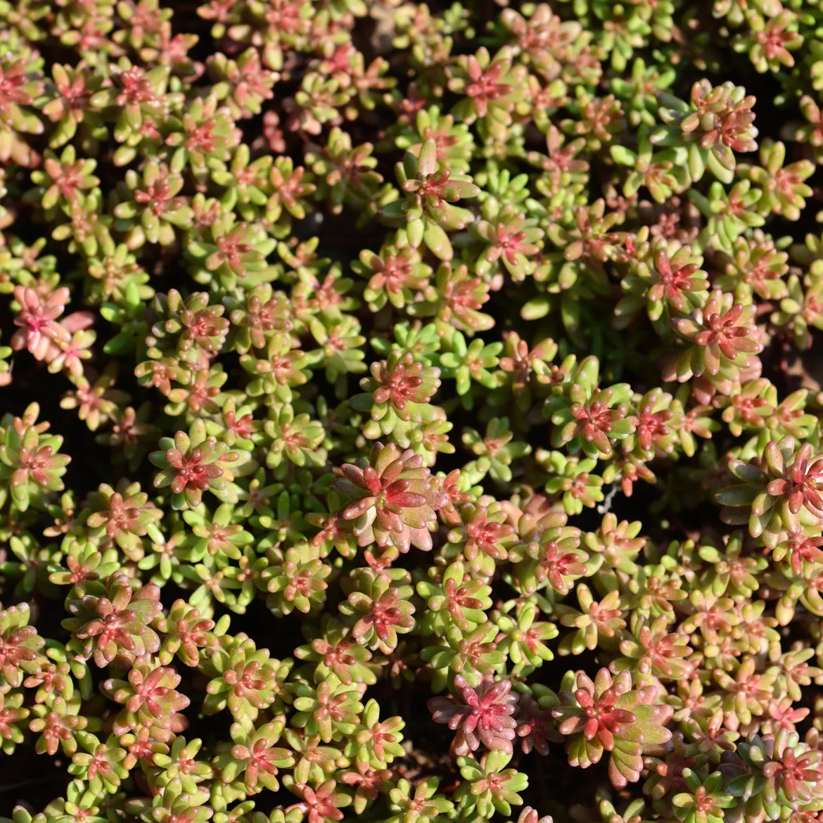 Sedum blanc tapissant - Tapis fleuri sans arrosage