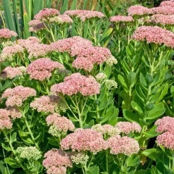 Sedum Carmen - Fleurs roses jusqu'aux gelées