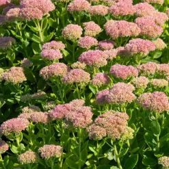 Sedum Carmen - Fleurs roses jusqu'aux gelées
