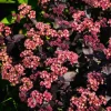 Sedum Chocolate Cherry - Le pourpre qui dure