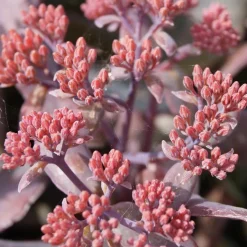 Sedum Chocolate Cherry - Le pourpre qui dure