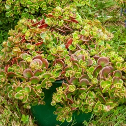 Sedum Coral Reef - Un tapis rouge sans effort