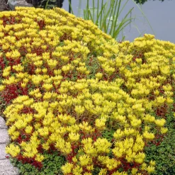Sedum de l'Oregon - Un tapis doré sans effort