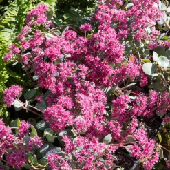 Sedum de Siebold - Cascade bleutée en pot