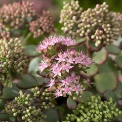 Sedum de Siebold - Cascade bleutée en pot
