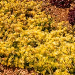 Sedum des rochers Angelina - Un tapis doré sans effort