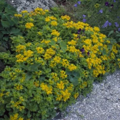 Sedum du Kamtschaka - Fleurit sans arrosage