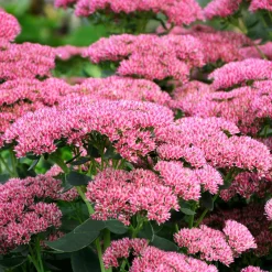 Sedum Herbstfreude - Autumn Joy - Fleurit quand tout fane