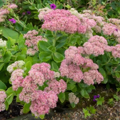 Sedum Herbstfreude - Autumn Joy - Fleurit quand tout fane