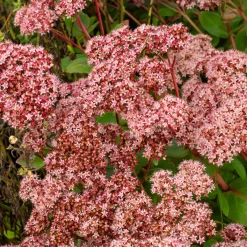 Sedum Matrona - Le sedum qui joue la couleur