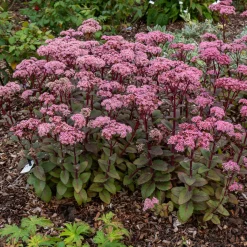 Sedum Matrona - Le sedum qui joue la couleur