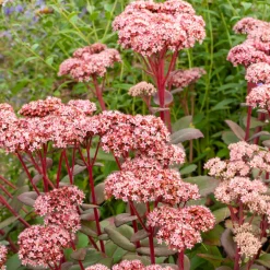 Sedum Matrona - Le sedum qui joue la couleur