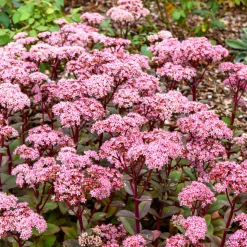 Sedum Matrona - Le sedum qui joue la couleur